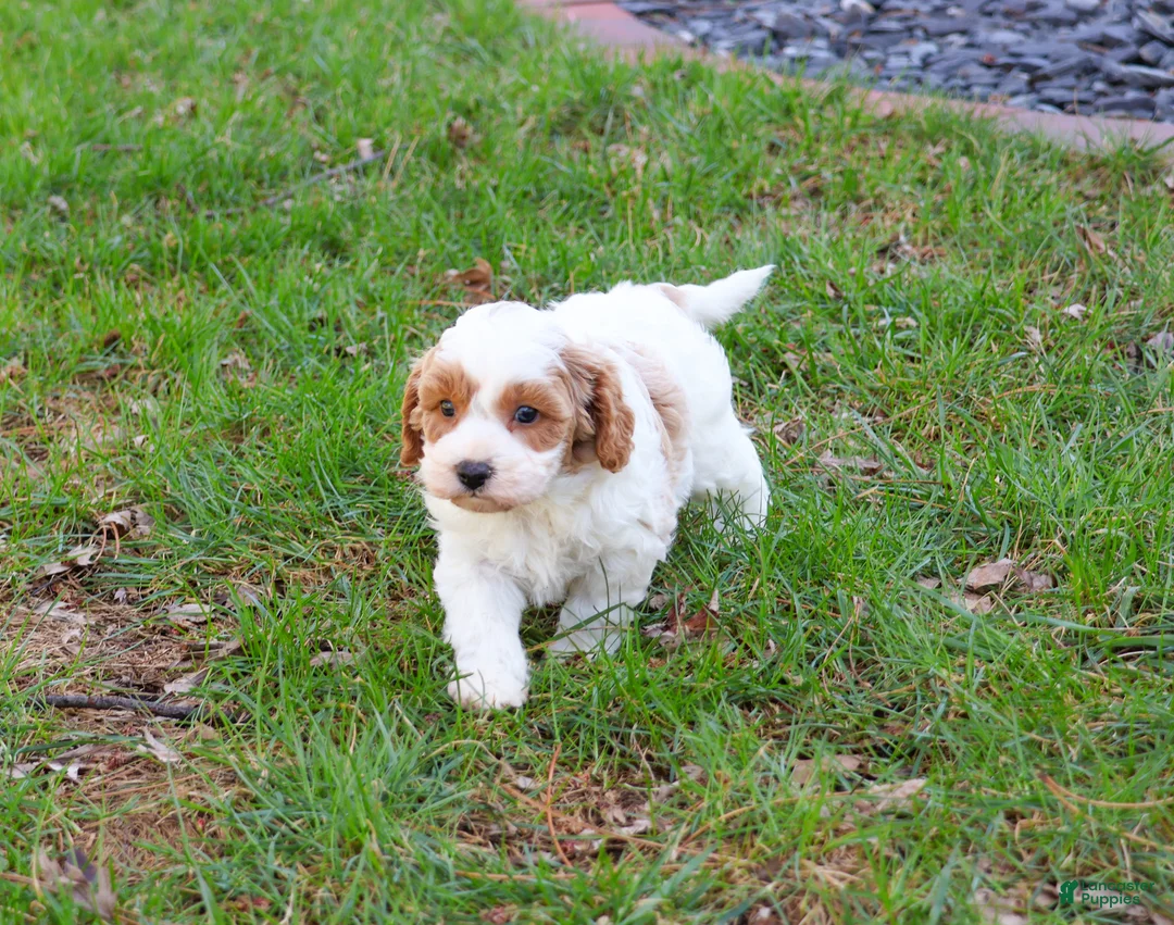 Cavapoo dogs for sale: Stellan  - Ad 2
