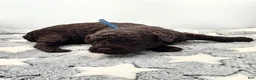 Miniature Poodle dogs for sale: Fudge - Ad 1