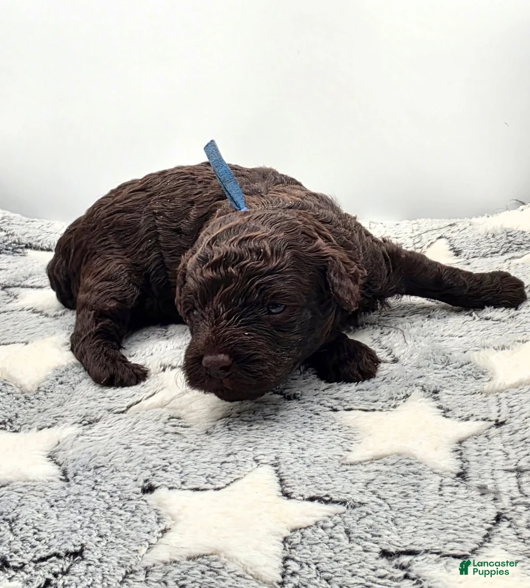 Miniature Poodle dogs for sale: Fudge - Ad 1