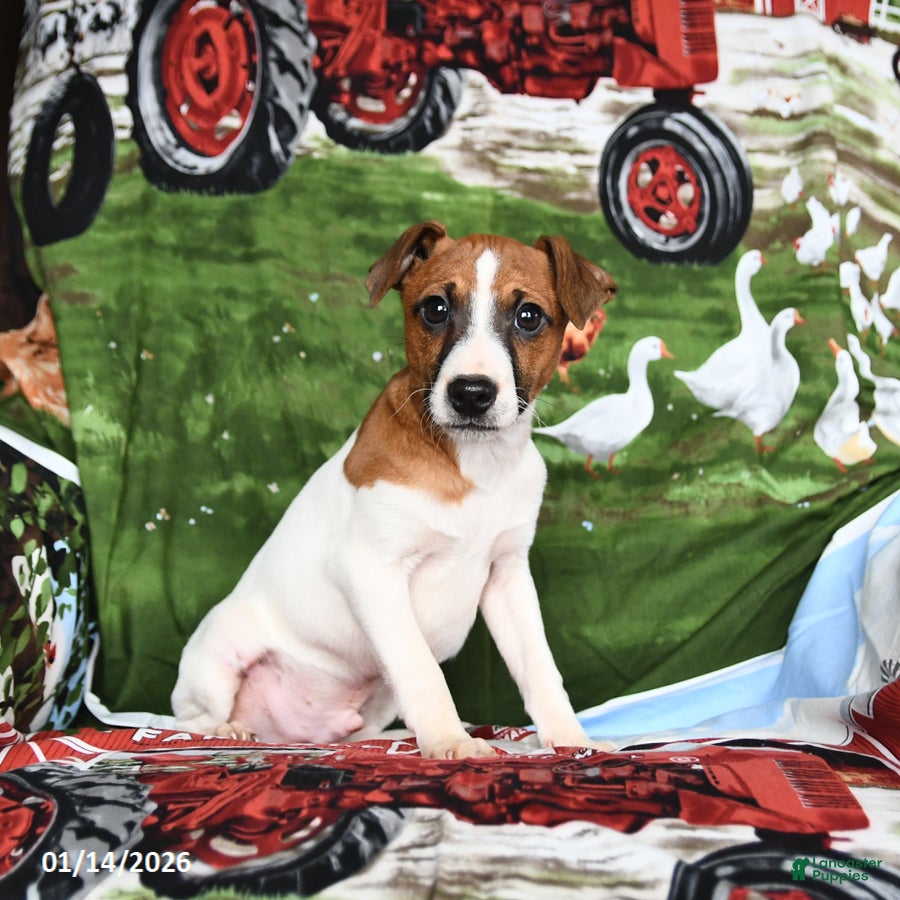 Jack Russell Terrier dogs Santa Paws - Ad 7