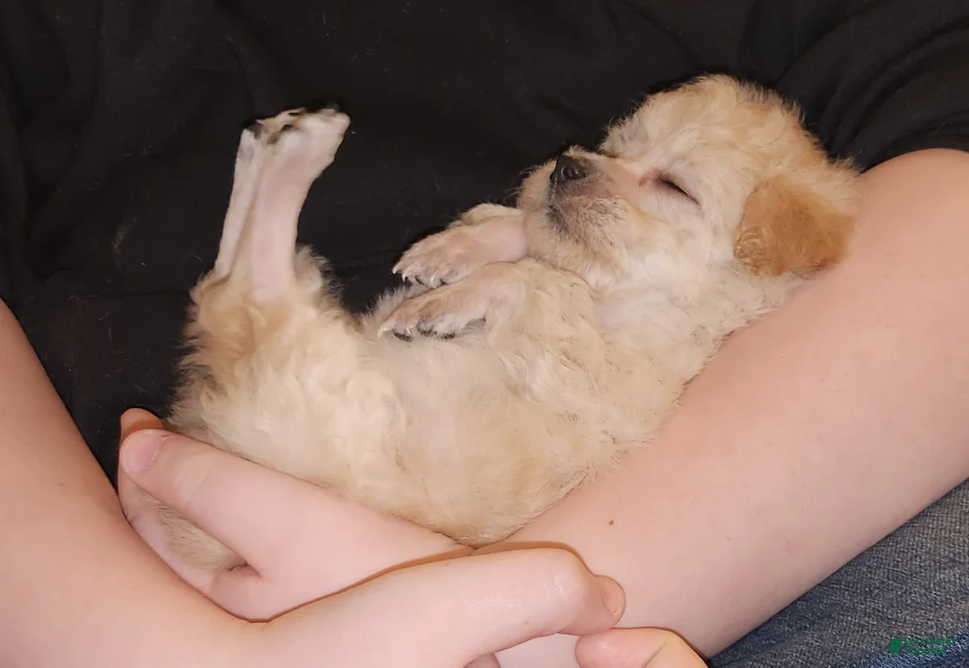 Havapoo dogs for sale: Havapoo Puppy 1 - Ad 9