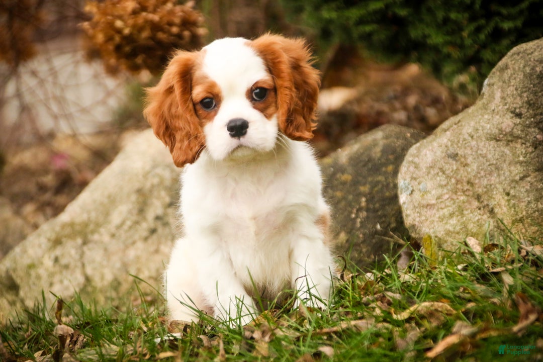 Cavalier King Charles Spaniel dogs for sale: Cody - Ad 8
