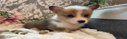 Welsh Corgi Pembroke dogs for sale: Sage - Ad 4