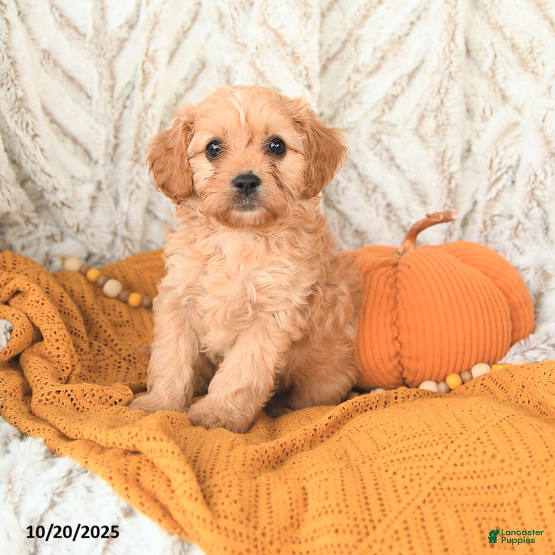 Cavapoo dogs for sale: Dixie - Ad 6
