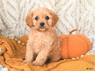 Cavapoo dogs - Ad 30