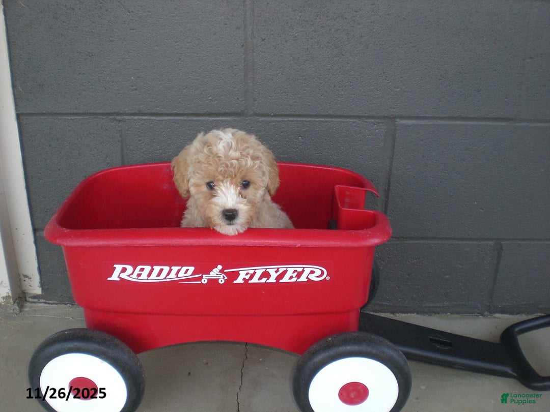 Yorkiepoo dogs for sale: Amber - Ad 6