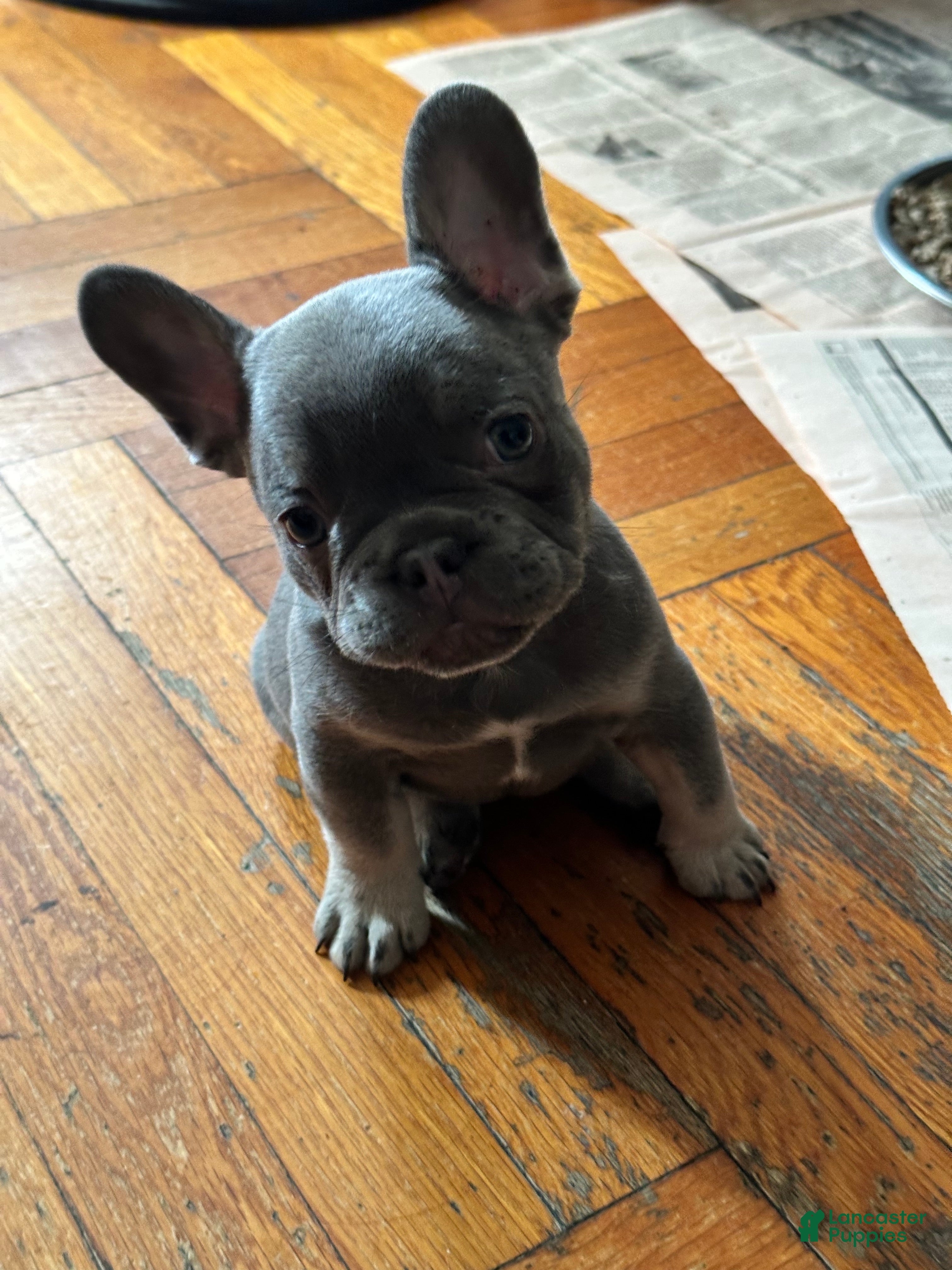 French Bulldog dogs for sale: Franky - Ad 35