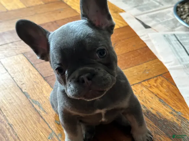 French Bulldog dogs for sale: Franky - Ad 35