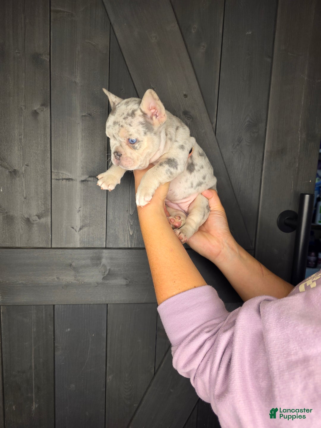 French Bulldog dogs for sale: French Bulldog Puppy 8 - Ad 4