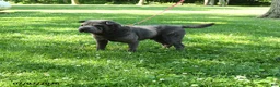 Mini Hippo dogs for sale: Chloe - Ad 7