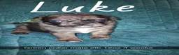 Pug dogs for sale: Luke - Ad 1