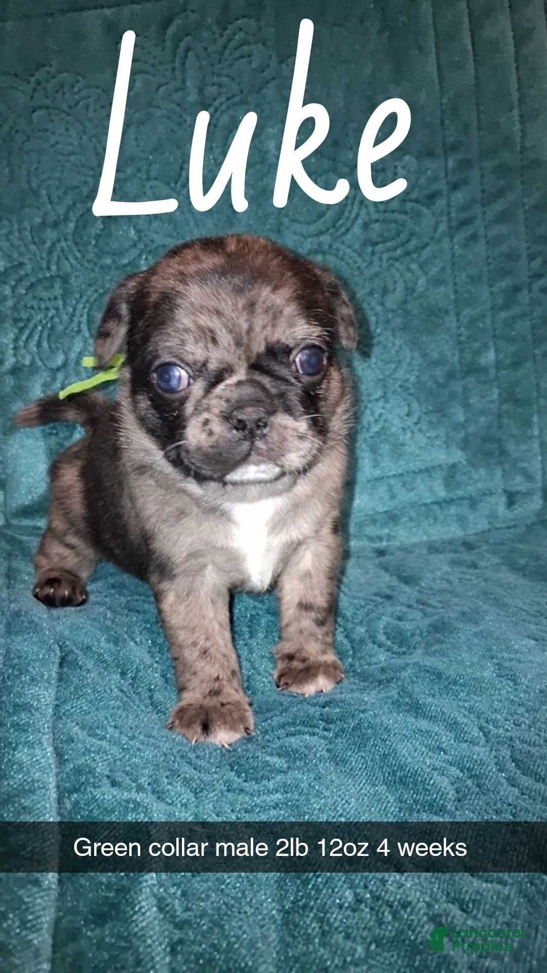Pug dogs for sale: Luke - Ad 1