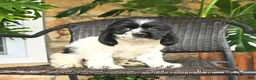 English Cocker Spaniel dogs for sale: Captain - Ad 1