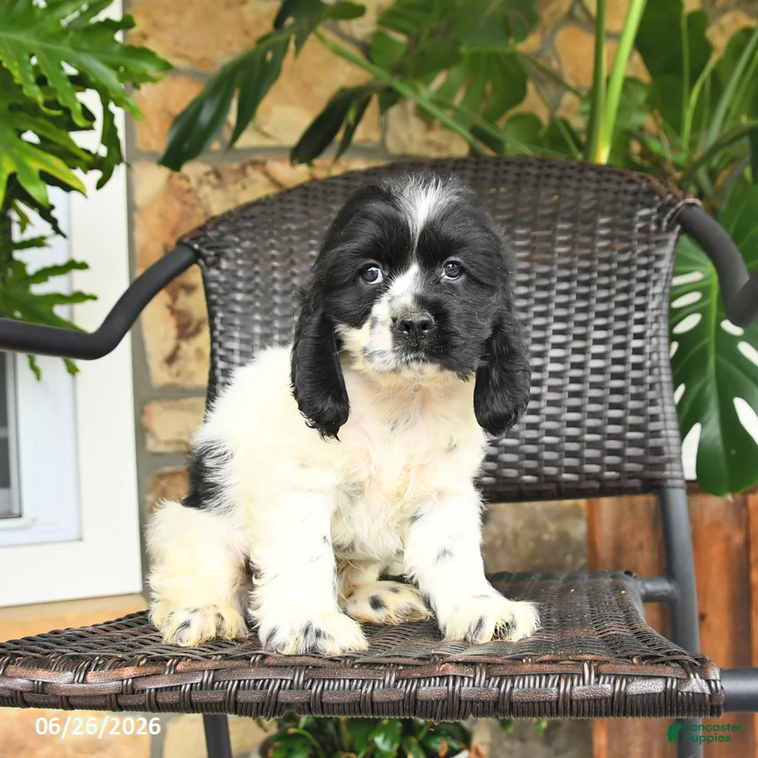 English Cocker Spaniel dogs for sale: Captain - Ad 1