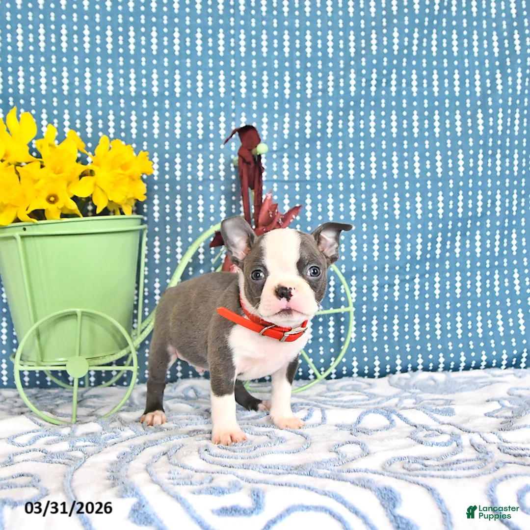 Boston Terrier dogs for sale: Petrice - Ad 2