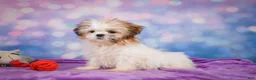 Shih Tzu dogs for sale: Bella - Ad 7