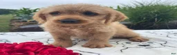 Labradoodle dogs for sale: Earl - Ad 3