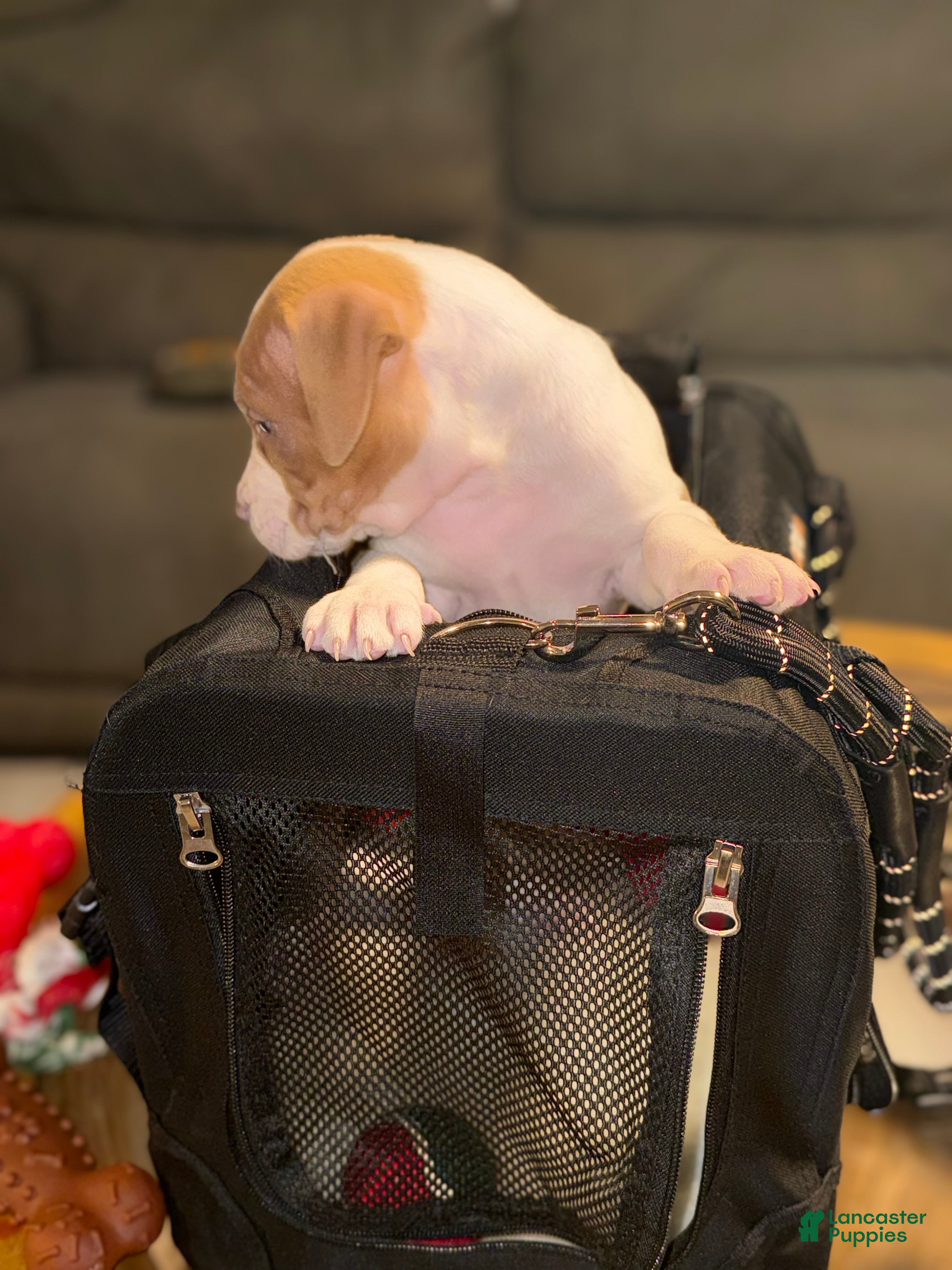 American Bully dogs Biggie - Ad 38