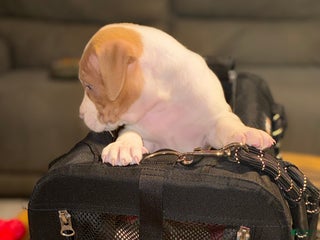 American Bully dogs Biggie - Ad 38