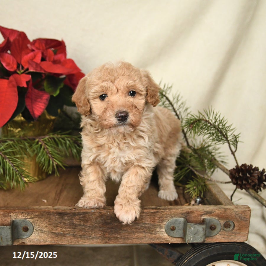 Sheltiedoodle dogs Sunshine - Ad 4