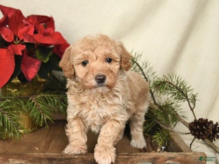 Sheltiedoodle dogs Sunshine - Ad 4