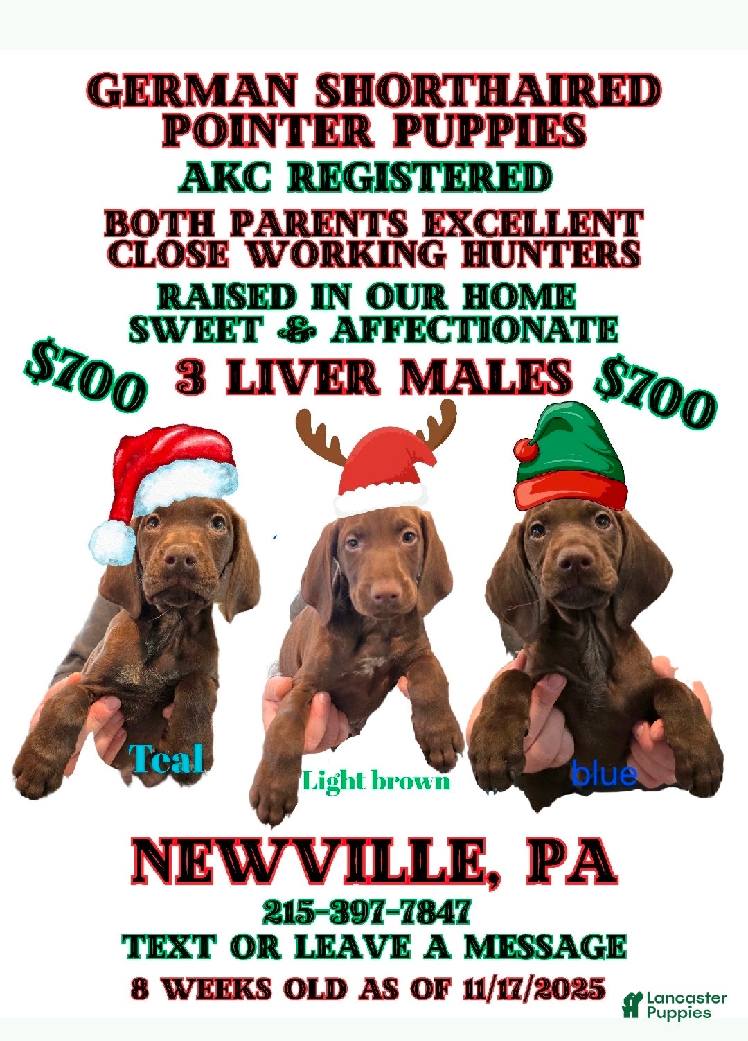 German Shorthaired Pointer dogs for sale: German Shorthaired Pointer Puppy 1 - Ad 2