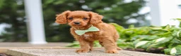 Cavapoo dogs for sale: Dax - Ad 10
