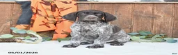 German Shorthaired Pointer dogs for sale: Master - Ad 4