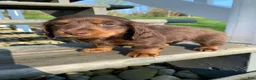 Miniature Dachshund dogs for sale: Ace - Ad 15