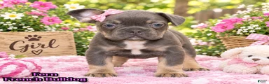 Fern Female AKC French Bulldog