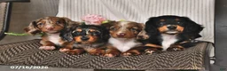 Miniature Dachshund dogs for sale: Kyron - Ad 5