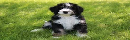 Mini Bernedoodle dogs for sale: Parker - Ad 3