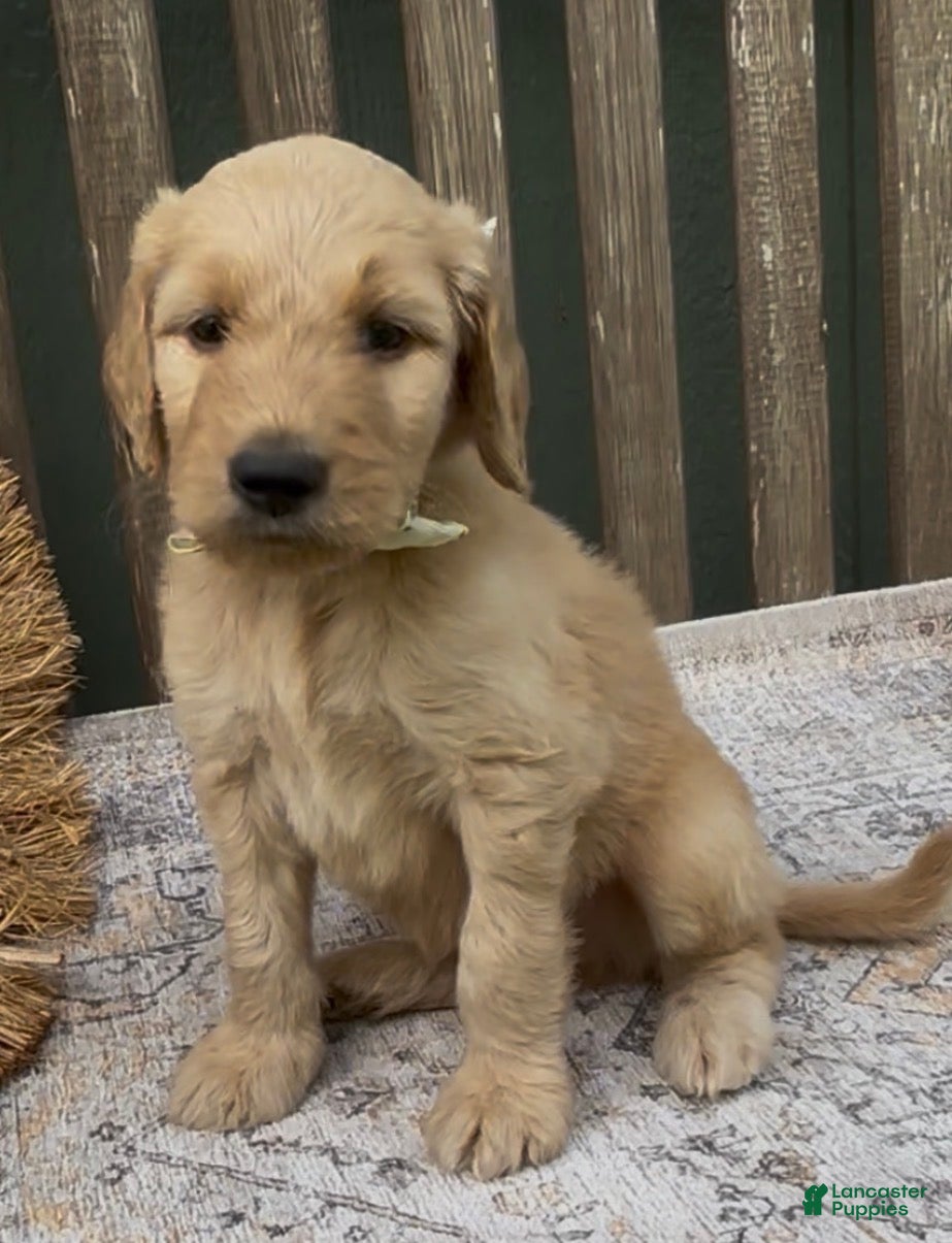 Goldendoodle dogs Atlas - Ad 1