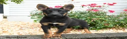 Mixed Breed dogs for sale: Zara - Ad 3