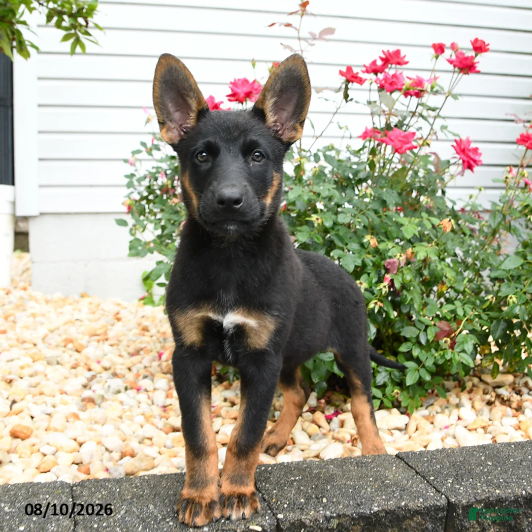 Mixed Breed dogs for sale: Zara - Ad 3
