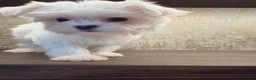 Maltese dogs for sale: Annie - Ad 2
