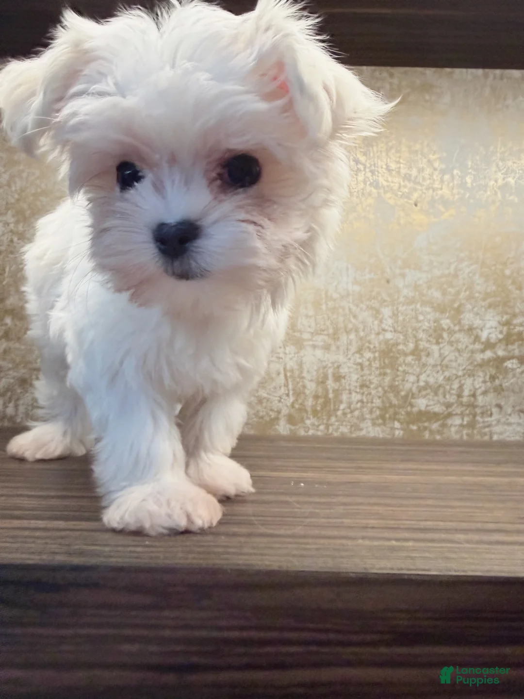 Maltese dogs for sale: Annie - Ad 2