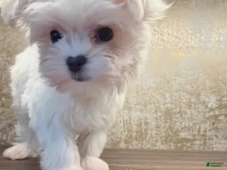 Maltese dogs Annie - Ad 2