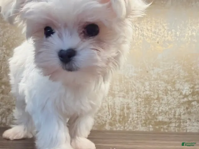Maltese dogs Annie - Ad 2