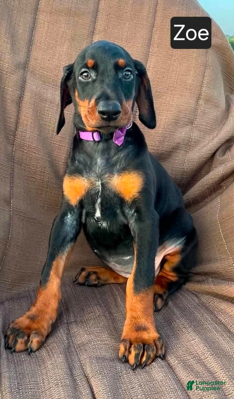 Doberman Pinscher dogs Zoe - Ad 1