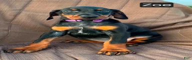 Zoe
