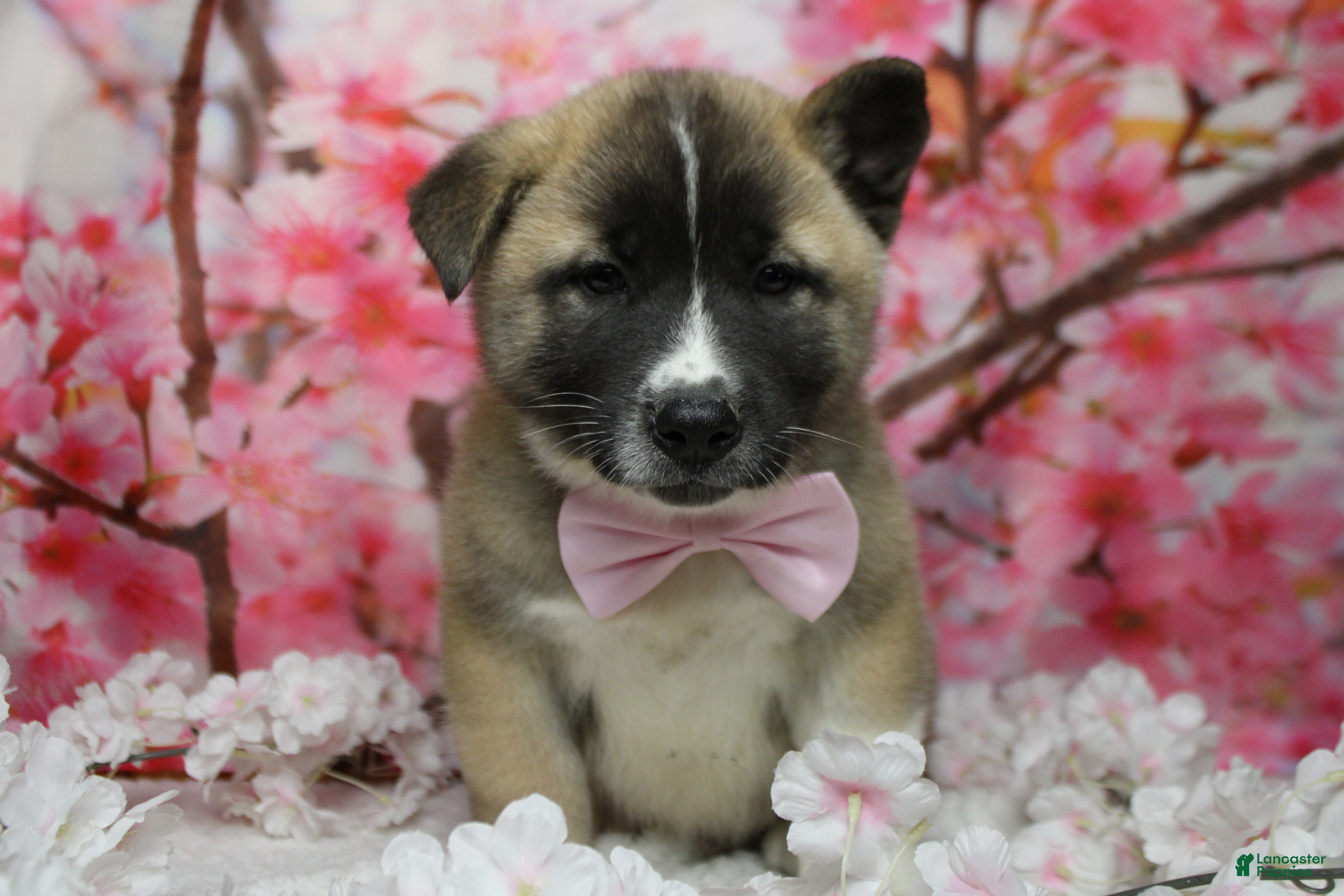 Akita dogs Cortland  - Ad 7