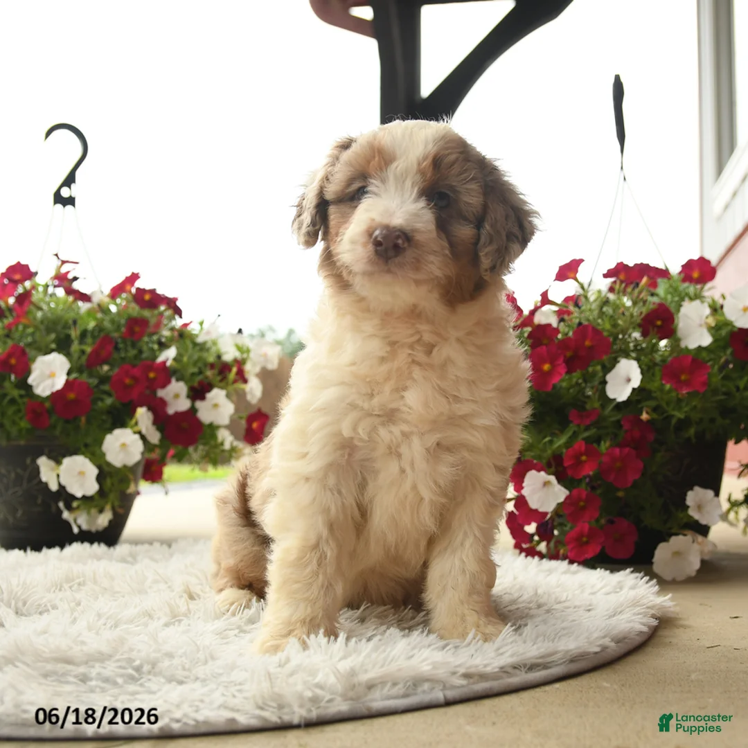 Aussiedoodle dogs for sale: Hamlet - Ad 3