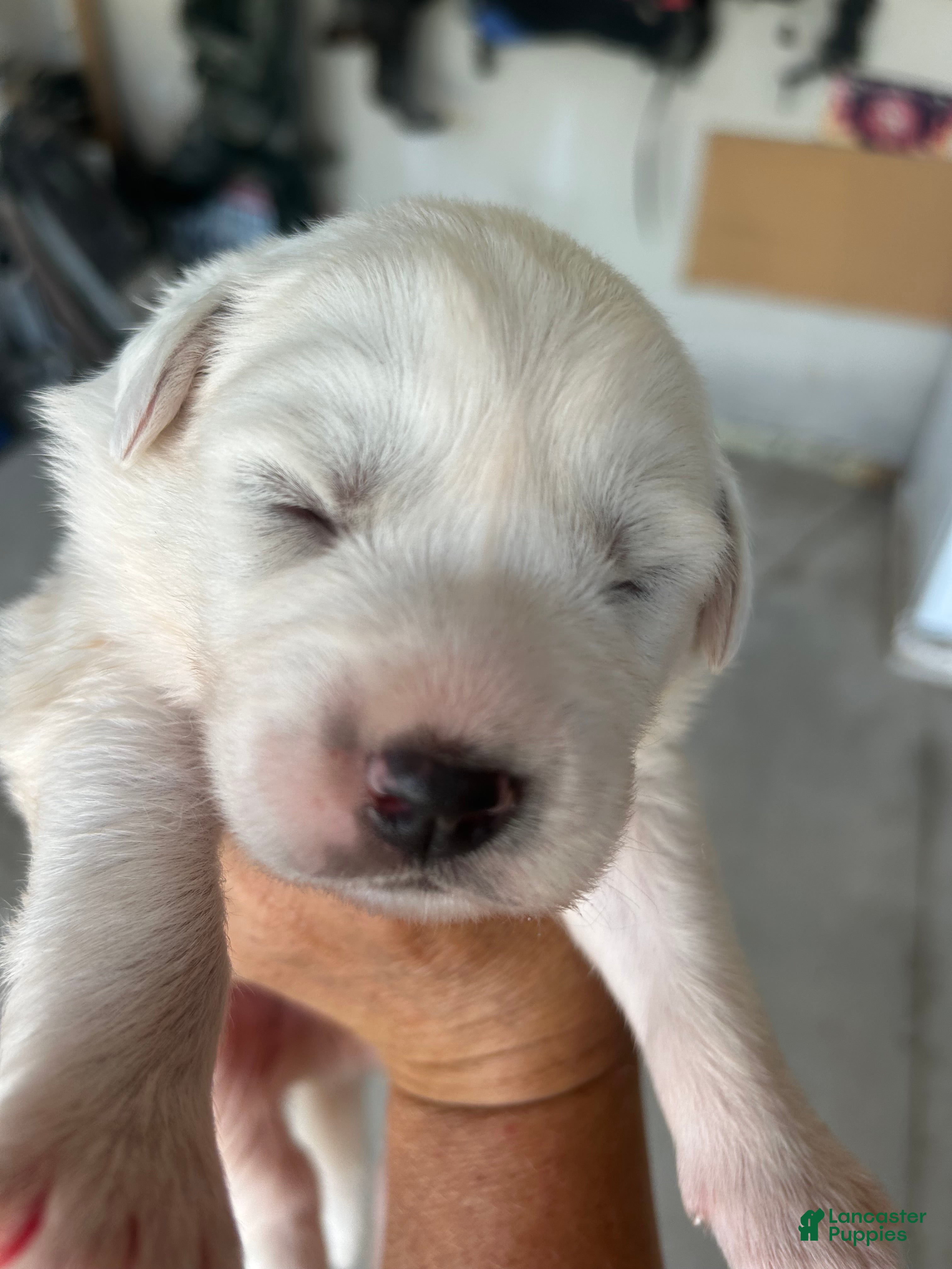 Great Pyrenees dogs Woodstock - Ad 30
