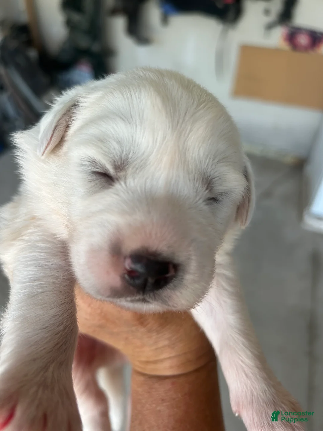 Great Pyrenees dogs for sale: Woodstock - Ad 1
