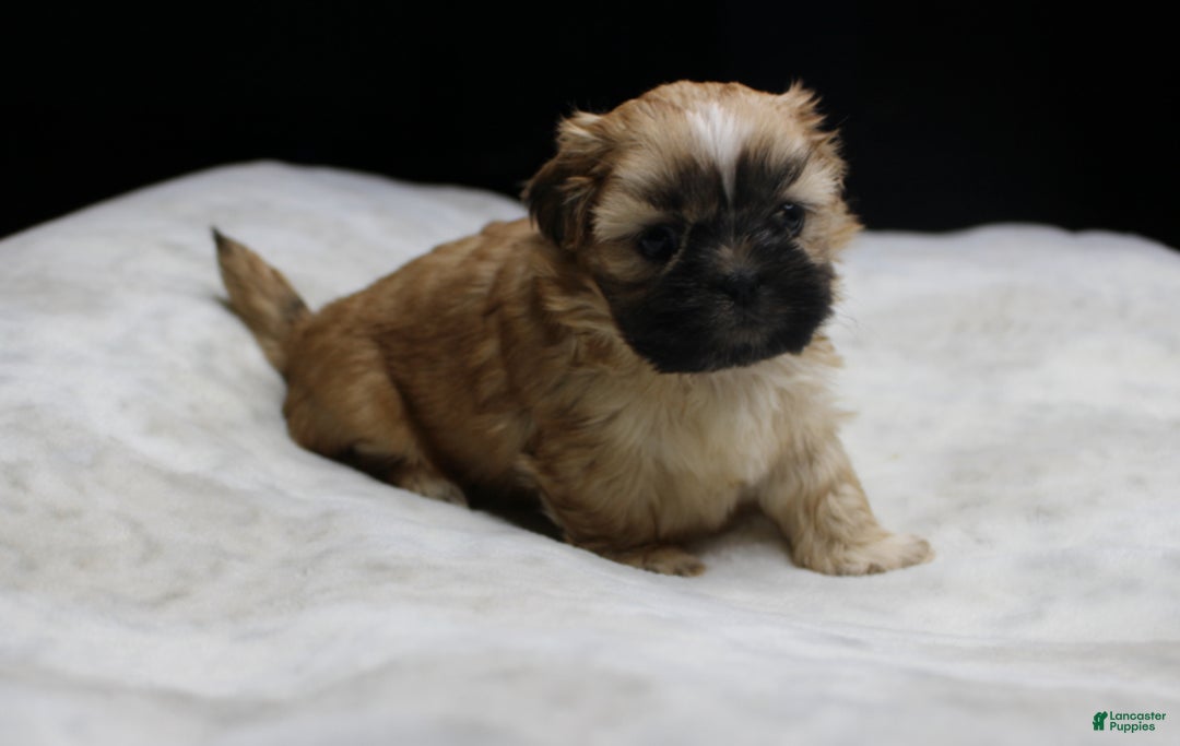 Shih Tzu dogs for sale: Carly - Ad 3