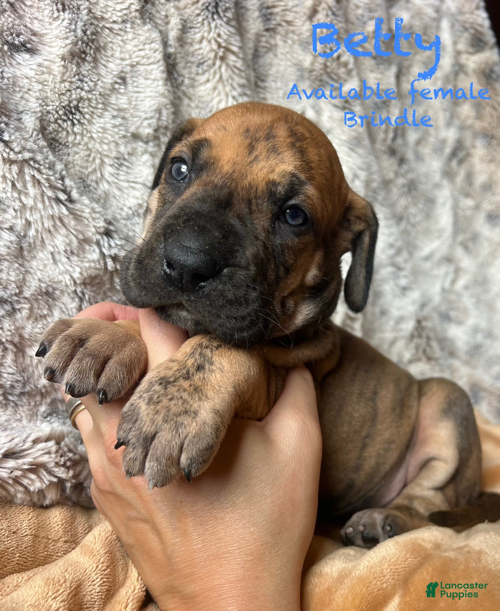 Great Dane dogs for sale: Betty - Ad 13
