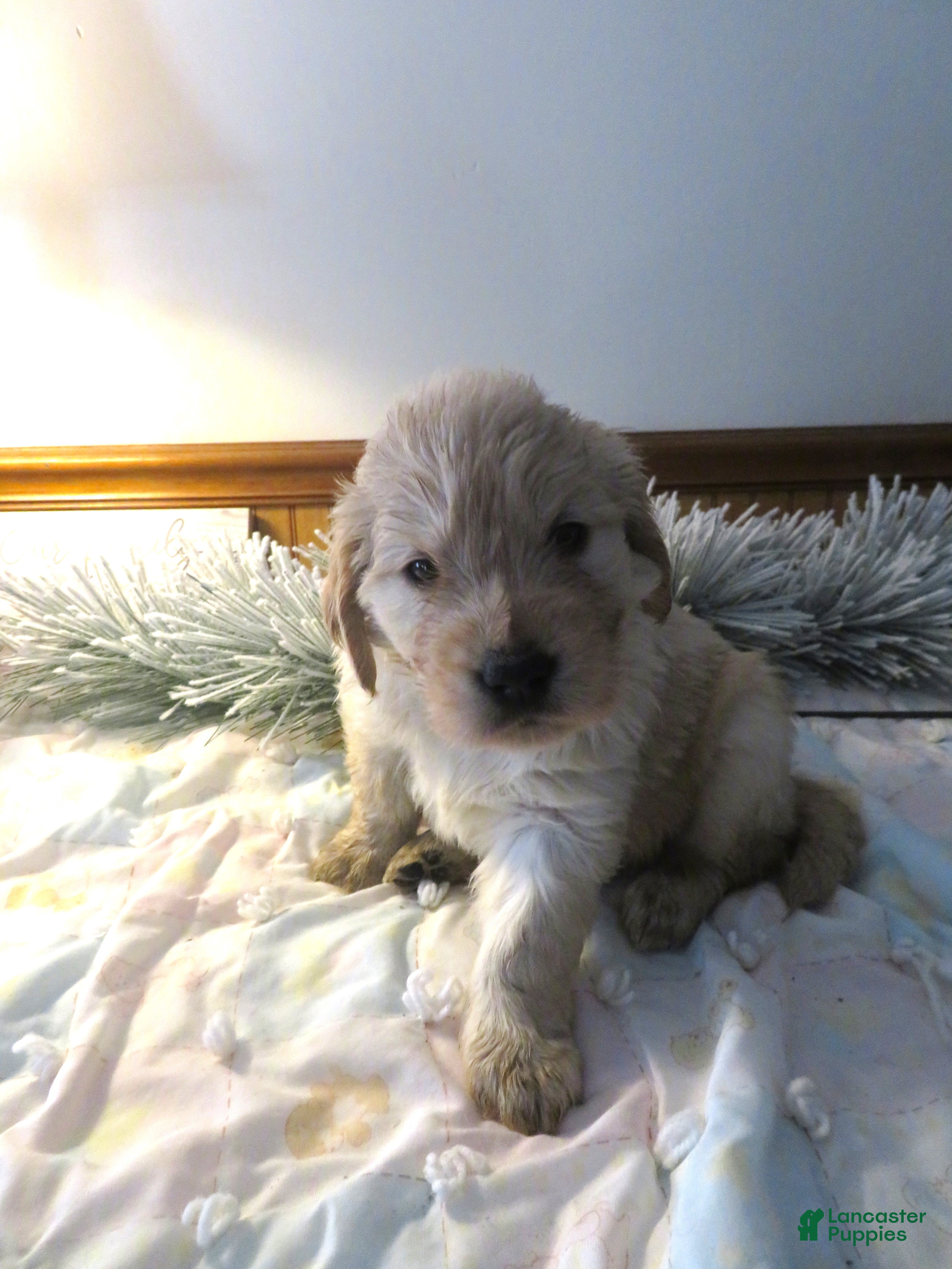 Golden Retriever dogs SAILOR - CHAMPION LINE - Ad 14