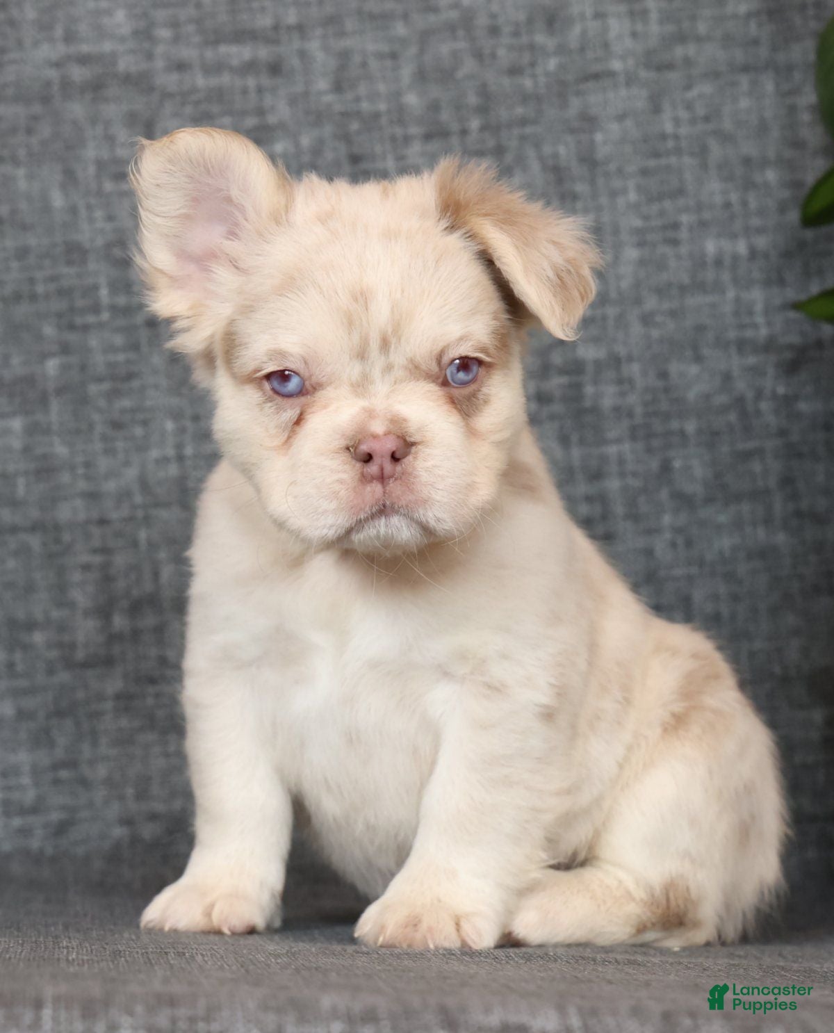 French Bulldog dogs Grant Fluffy Isabella Merle - Ad 2