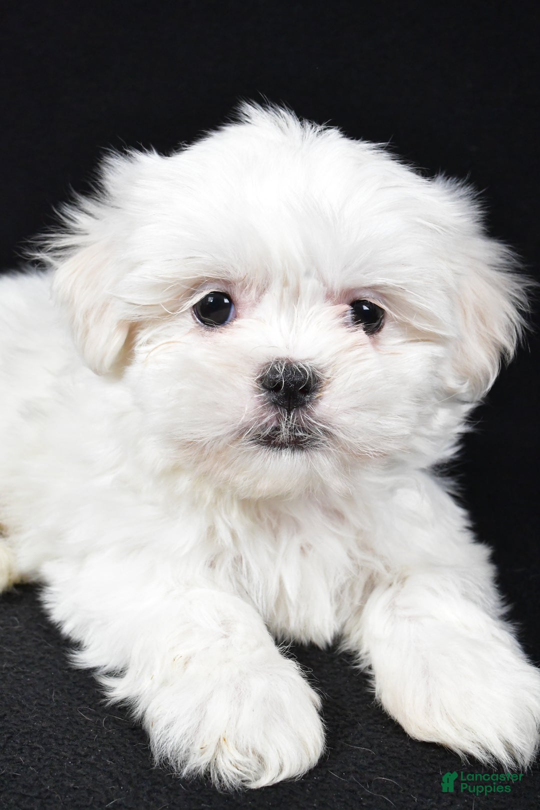 Malshi dogs for sale: Krissey - Ad 2